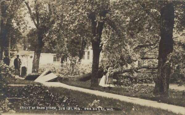 Text on front reads: "Effect of Hard Storm, June 1st, 1916. Pra. Du Sac, Wis." Five adults and two children survey the damage after a large tree was blown down in a storm. The root ball has heaved up several sections of the sidewalk. A dwelling is in the background.