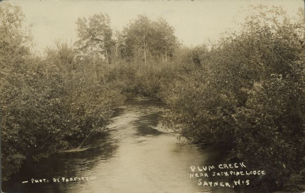 Text on front reads: "Plum Creek, near Jack Pine Lodge, Sayner, Wis." View of a creek with brush covered shores, and trees in the distance.