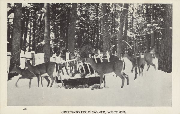 Text on front reads: "Greetings from Sayner, Wisconsin." A herd of white-tailed deer walk past a feeding station filled with hay in the snowy woods.