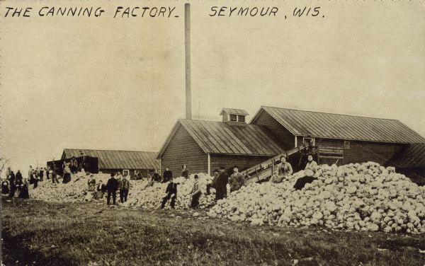 Text on the front reads: "The Canning Factory, Seymour, Wis." Men and women workers are sitting on very large piles of cabbages at a canning factory. More workers are standing in front of the piles, and the factory buildings are in the background.