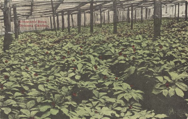 Text on front reads: "Schwartz Bros. Ginseng Garden." On reverse it reads: "A small corner in our Ginseng Garden, showing our five-year-old plants. From four beds, 4 ft. wide by 120 ft. long, we made $4,000.00. You can do the same. Write for our price list and booklet, which fully explains this pleasant and profitable business. Believe us, you will never regret it. Schwartz Bros. Ginseng Culturists, Spring Green, Wis." Ginseng plants are growing under a canopy to provide shade.