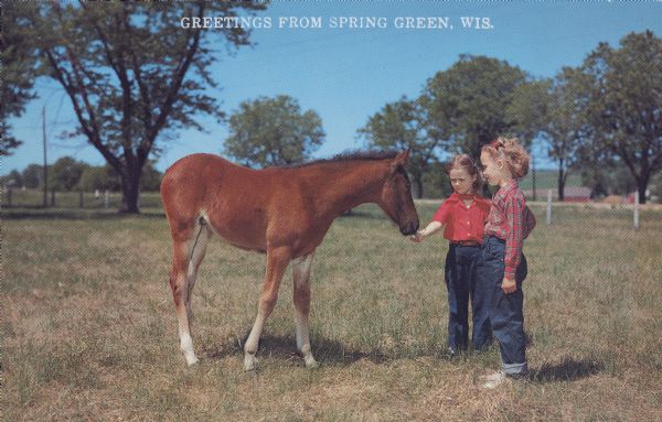 Text on front reads: "Greetings from Spring Green, Wis." On the reverse it reads: "Here's Some Sugar, Little Fella!" Two girls are feeding a treat to a foal. They are standing in a pasture with trees and a farm in the background. The girls are wearing blue jeans with red shirts.