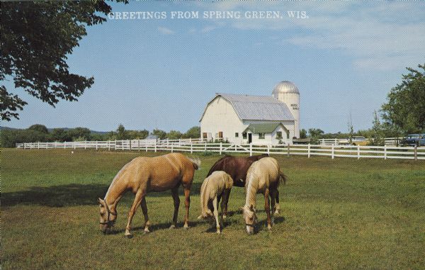 Text on front reads: "Greetings from Spring Green." On the reverse it reads: "Palomino Mare and Colts." Three horses and a foal graze in a pasture. Three are Palominos and one is a Bay. A white board fence is in the middle ground, with a barn and parked cars beyond. The text on the silo reads: "Horse Ranch."