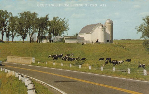 Text on front reads: "Greetings from Spring Green." On the reverse it reads: "Grazing in Contentment." A herd of mostly Holstein cows in a pasture on the side of a country road. In the foreground is the road with a guard fence and bridge. In the background is the farm with trees.