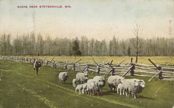Text on front reads: "Scene near Stetsonville, Wis." A man follows a herd of sheep through a pasture bounded by a split rail fence with supports. In the distance is another fence and trees.