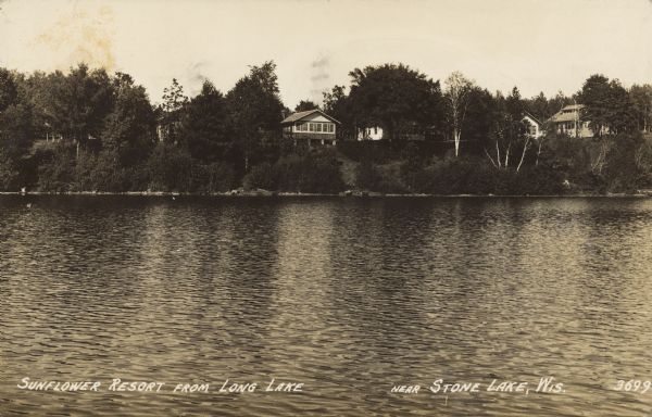 Text on front reads: "Sunflower Resort from Long Lake. Near Stone Lake, Wis." Cottages above the shore of a lake through the trees. Docks and boats are on the tree-covered shoreline. 