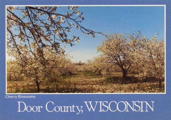 Text on front reads: "Cherry Blossoms, Door County, Wisconsin." On reverse: "Thousands of acres of cherry and apple blossoms burst into bloom during the last two weeks of May making springtime in Door County a truly magnificent sight." A cherry orchard in full bloom.