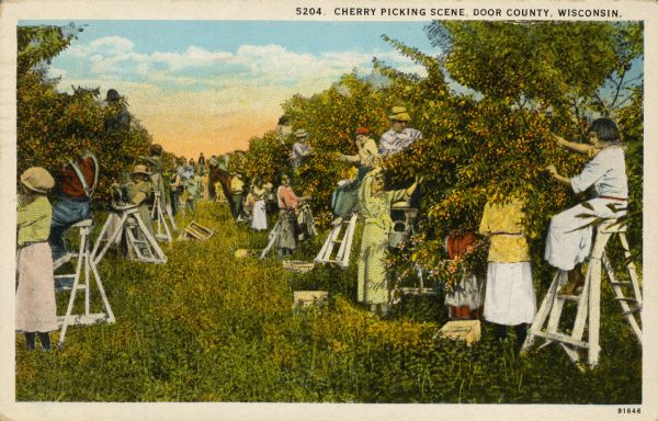 Text on front reads: "Cherry Picking Scene, Door County, Wisconsin." A cherry orchard filled with people and people on ladders, harvesting the fruit into boxes and baskets.