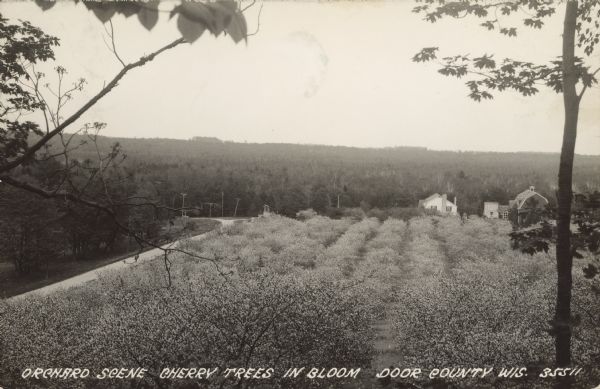 Text on front reads: "Orchard Scene, Cherry Trees in Bloom, Door County, Wis." Elevated view of a cherry orchard with farm buildings. There are wooded hills in the background.
