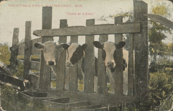 Text on front reads: "Greetings from Wausaukee, Wis. 'Three of a Kind.'" Three black and white cattle with their heads through openings in a fence, and three feed boxes are on the ground in front of them. Foliage is in the background.