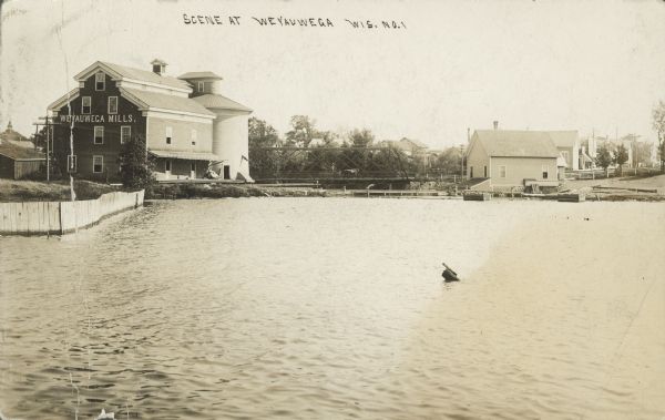 Text on front reads: "Scene at Weyauwega, Wis." View across water towards the Weyauwega Mills and grain elevator on the left, with a horse-drawn wagon on the Mill Street bridge over the Waupaca River. More buildings and trees can be seen behind the mill and across the bridge on the right. In the foreground is Weyauwega Lake. Records indicate that a newer dam was built here in 1931.