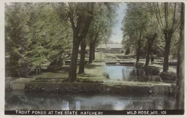Text on front reads: "Trout Ponds at the State Hatchery, Wild Rose, Wis." View across ponds lined with trees. In the background on the right are a man and woman walking on a grassy path between the hatching ponds. Two buildings are in the distance. A sign reads: "Do Not Molest the - Fish."