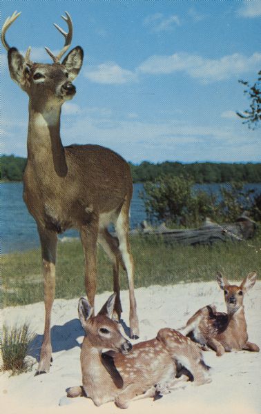 Text on reverse reads: "Wisconsin Deer Park, on Hw. 12-13, One-half Mile South of Wisconsin Dells, Wisconsin. Visitors Enjoy Feeding and Photographing the Deer, as they Mingle Together in the Forest at Wisconsin Deer Park. The majestic buck walks up to survey his two young sons. A Dextone Beauty Scene." A standing buck and two reclining fawns pose on the sand near the Wisconsin River. The Wisconsin Deer Park was established in 1952 by Russ Tollaksen and is still owned and operated by the family.