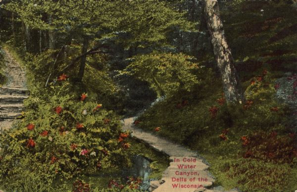 Text on front reads: "In Cold Water Canyon, Dells of the Wisconsin." Steps and a path next to a stream in Cold Water Canyon. The scene is fully wooded and there are plants with red flowers.