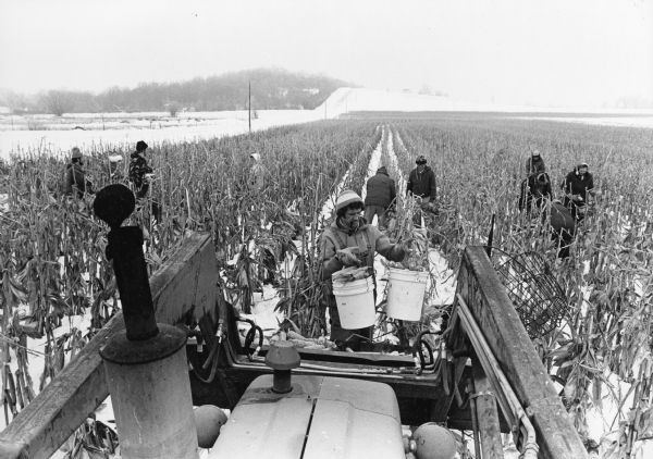 Friends and relatives hand-pick corn at the Luhn Farm.