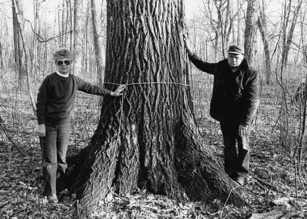 Shirley and Alphonse Beck are dwarfed by this large Red Oak in Beck's Woods along North Pole Road, near the Theresa Station. The tree measures 12 feet in circumference, and is estimated to be 200 years old.