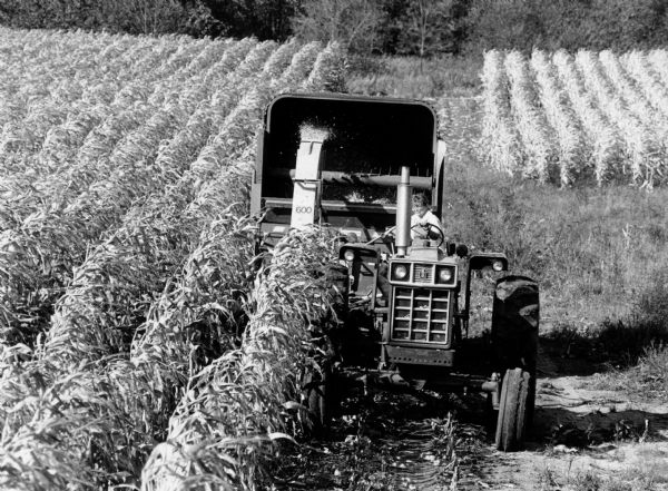 Farm worker harvesting corn on Nenno Road South of Theresa.