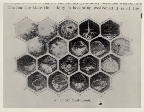 A photograph of a book page with illustration of American Foul Brood at various stages.