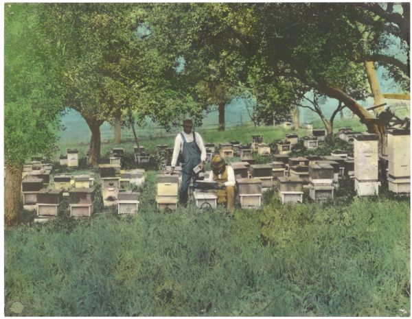 Hand-colored photographic print. Two beekeepers, one standing, one crouching near hives in an apiary. "Herman Roebel's Apiary 1919" written on back of print.