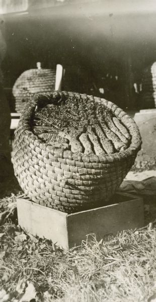 Bee skep turned over to show bees and combs inside.