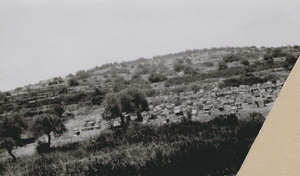 View down hill of a large apiary in an open area among bushes, grass, and trees. Caption reads "Apiary of Kiryath-Anarim near Jerusalem, hills of Judea."