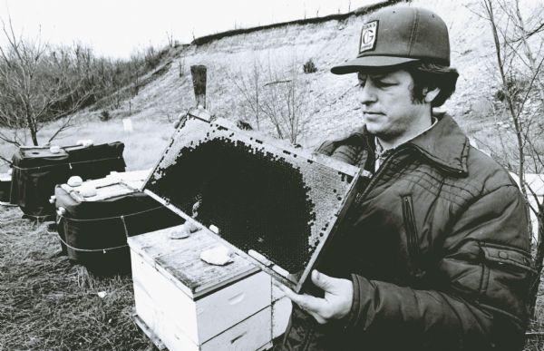 Beekeeper Robert Neureuther examines a frame of honeycomb partly filled with honey. Behind him are hives wrapped up for cold weather.