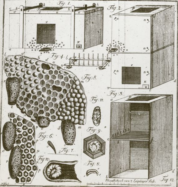 Illustration from an unknown book. Drawings of combs, bee larvae, and hives, Figure 1-12.
