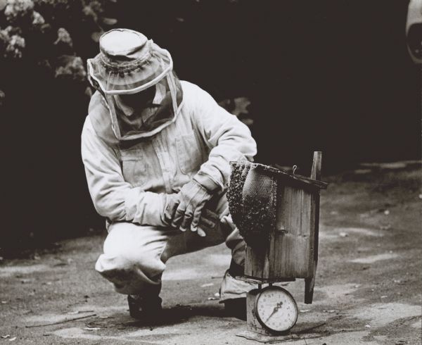 A beekeeper, wearing a bee suit, including gloves, and a hat with a veil, is crouching down and weighing a beehive that is attached to a birdhouse.