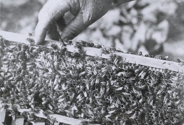 Close-up of a man's hand holding a frame of bees from a hive.