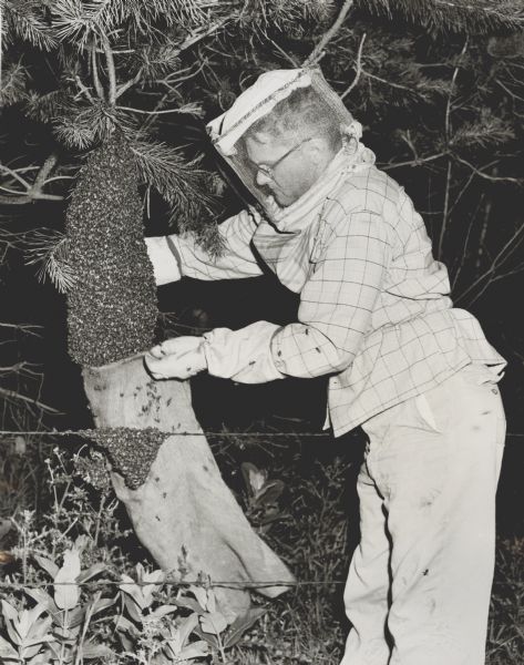 Robert E Bodoh, the photographer's son-in-law removes a swarm of bees from a pine tree branch. He is placing the swarm in a bag.<p>As the person collecting the beehive in photo ID 104003. Robert is Andrew’s son-in-law. The picture was taken near Mackville, north of Appleton in Outagamie County in 1955.</p>