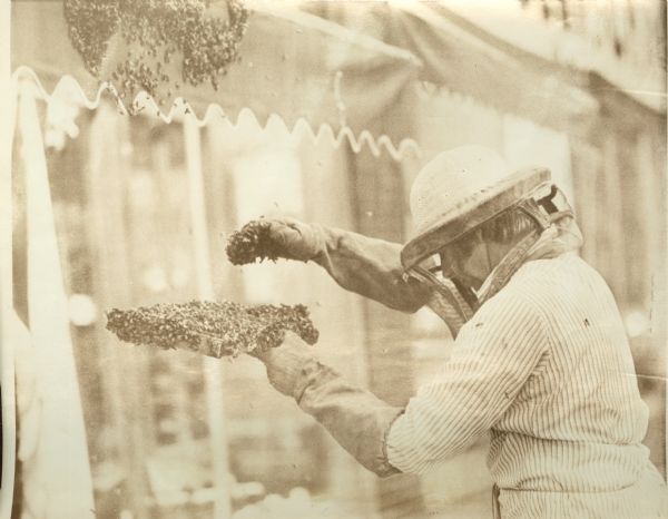 William Tennessen, a West Bend beekeeper, carefully collects some of the 20,000 Italian bees that swarmed over the awning in front of the London Hat Shop, 738 N. Milwaukee Street. Tennessen is wearing a hat with a veil and long gloves and is holding a frame full of bees.