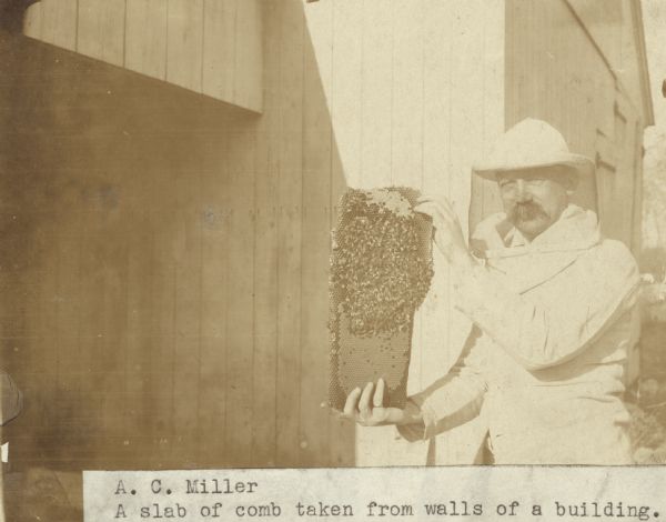 Arthur C. Miller holding a slab of comb taken from the walls of a building.
