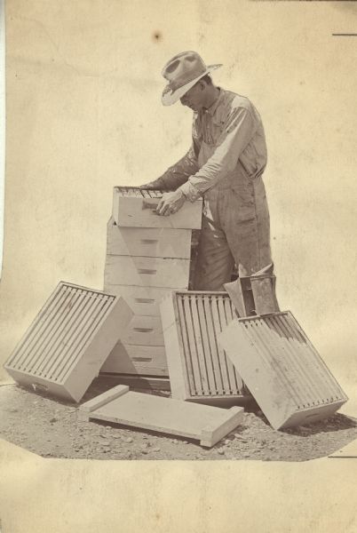 Beekeeper handling hives. Writing on back: Scholl's method of "jerking" off bulk comb honey helpers.