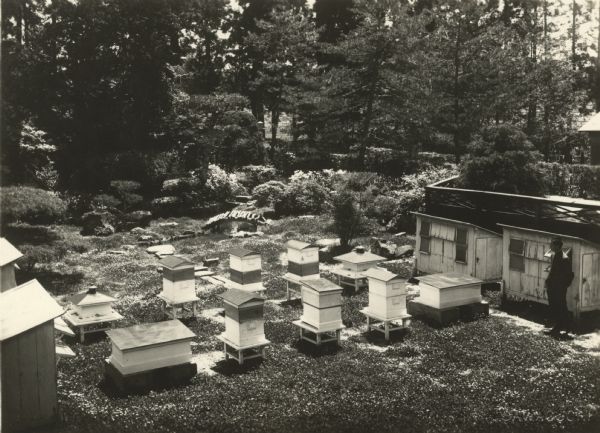 Apiary in Japan, with light snow on the ground and a man standing on the right near a small building. Experimental apiary on the northeastern part of the main island. Japanese writing/stamp on back.