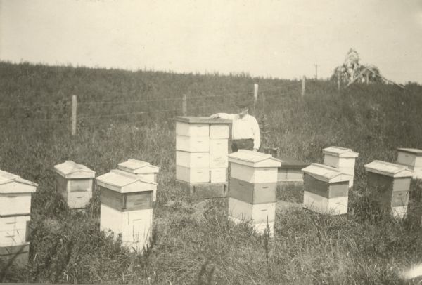Wisconsin beekeeper Albert Peglow posed standing outdoors among beehives in apiary.