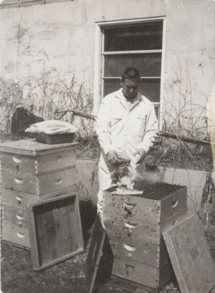Beekeeper using a smoker on the top of an open hive without protective bee hat or gloves.