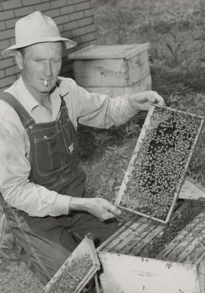 Unknown beekeeper holding up a frame full of bees. He is wearing overalls and a hat and is smoking a cigarette. There is another hive in the background.