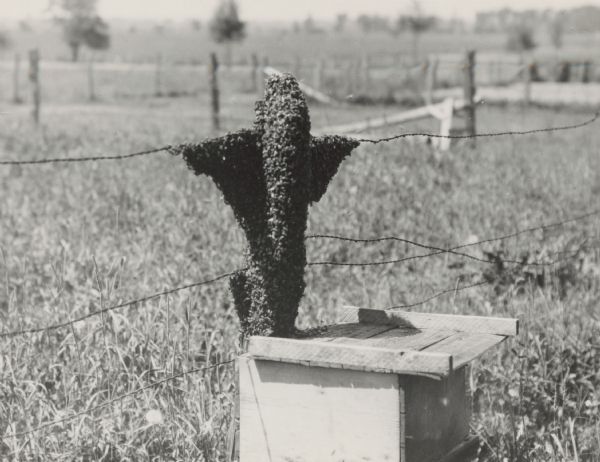 Swarm of bees on a fencepost and barbed wire. A hive sits directly underneath the swarm. Frank Buhl is the owner of this photograph.