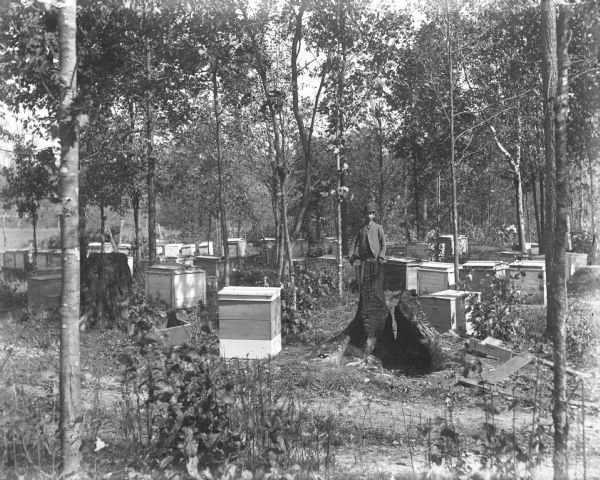 An unknown man wearing a hat and holding a bee smoker is standing in an apiary in the woods. There are two tree stumps in the foreground that are burned.
