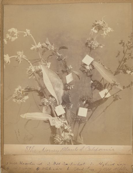 Bouquet of seven different honey plants found in California. A guide is written on the bottom of the image: 1. Wild Horehound 2. Wild Buckwheat 3. Hybrid Sage 4. White Sage 5. White Sage 6. Black Sage 7. Wild Alfalfa.