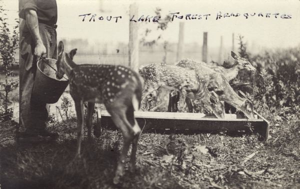 Trout Lake Forest Headquarters, the deer corral, with four fawns. Three of the fawns are eating from a trough, the third from a pail held by a man, who may be C.L. (Neal) Harrington.