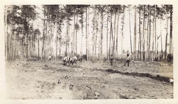 View across field towards a number of men working to clear a field. There is a team of horses pulling a plow to create a furrow, with a pine forest in the background.<p>The back of the photograph is inscribed:<p>T L nursery, May, 1911 First furrow.