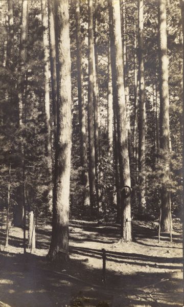 Photographic postcard of a stand of tall trees in the forest at Trout Lake. A hat is hanging on the trunk of a tree in the center.