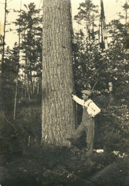 C.L. (Neal) Harrington standing among the pines (Trout Lake?).