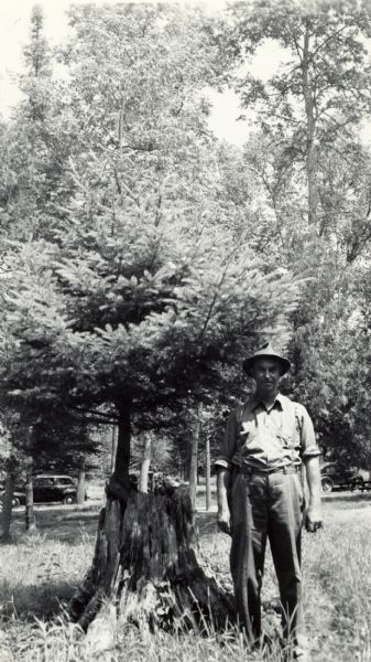 Man standing near a tree stump in the Ojibwa Roadside Park. Two automobiles are parked in the background. The verso of the photograph reads: "Custodian Whitman at Ojibwa Roadside Park. Balsam tree growing on a old pine stump."