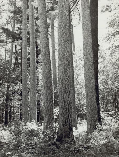 An old growth Norway pine forest in the Brule River Valley.<p>The photograph is annotated by Ed [Mar?] Harrold: "Those are very nice norway. I am wondering how tall they are. That white pine peeking around the right side is a perfect cull."
