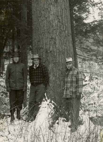 Three men, Breuer, Kielcheski, and Harrington, are standing in front of a large white pine in a snow field. The Flambeau River State Forest is located in parts of Sawyer, Price and Rusk counties.