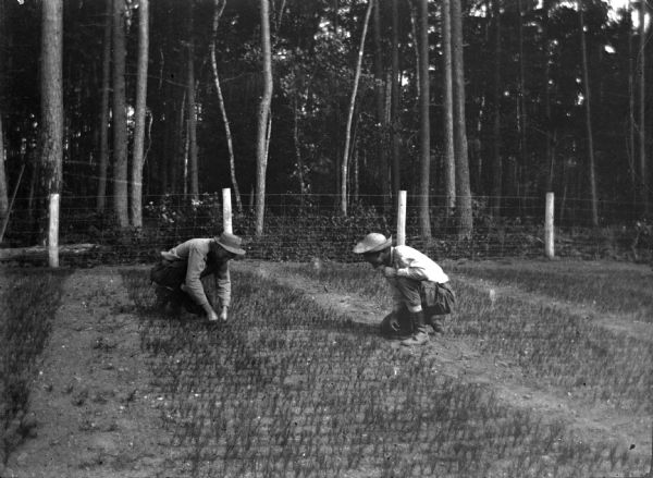 Cornelius L. Harrington and Ranger McNeel planting tree seedlings at the Trout Lake nursery.