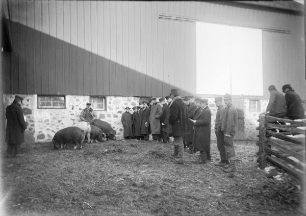 A group of men at the Winnebago County School of Agriculture and Domestic Education stand outside near a barn observing four large pigs. Some of the men stand in a row in the pig pen, two sit on a fence. The shadow of an unseen building is cast across the barn behind them.