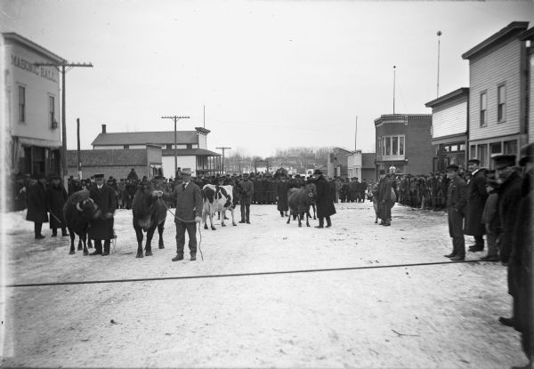 Men dressed in hats and coats stand with cattle on a snowy street. A large crowd surrounds the men behind a rope. Storefronts and other buildings are on both sides of the street. The event was most likely part of the Farmer's Course at Winnebago County School of Agriculture and Domestic Economy.